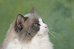 katzenfotos ragdoll