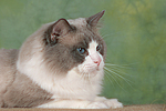 katzenfotos ragdoll