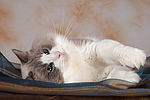 katzenfotos ragdoll