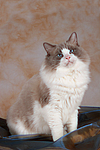 katzenfotos ragdoll