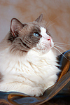 katzenfotos ragdoll