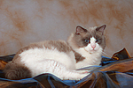 katzenfotos ragdoll