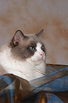 katzenfotos ragdoll