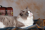 katzenfotos ragdoll