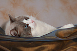 katzenfotos ragdoll