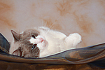 katzenfotos ragdoll