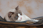 katzenfotos ragdoll