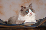 katzenfotos ragdoll