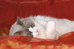 katzenfotos ragdoll