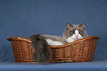 katzenfotos ragdoll