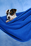 hundefotos parson_russell_terrier