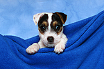 hundefotos parson_russell_terrier