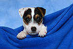 hundefotos parson_russell_terrier