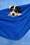 hundefotos parson_russell_terrier