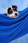 hundefotos parson_russell_terrier