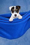 hundefotos parson_russell_terrier