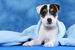 hundefotos parson_russell_terrier