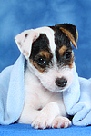 hundefotos parson_russell_terrier