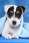 hundefotos parson_russell_terrier