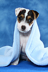 hundefotos parson_russell_terrier