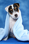 hundefotos parson_russell_terrier