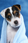 hundefotos parson_russell_terrier
