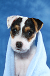 hundefotos parson_russell_terrier