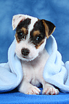 hundefotos parson_russell_terrier