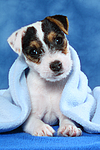 hundefotos parson_russell_terrier
