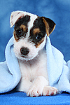 hundefotos parson_russell_terrier