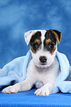 hundefotos parson_russell_terrier