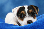 hundefotos parson_russell_terrier