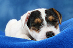 hundefotos parson_russell_terrier