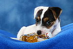 hundefotos parson_russell_terrier