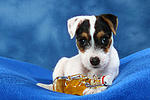 hundefotos parson_russell_terrier