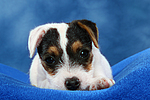 hundefotos parson_russell_terrier