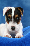 hundefotos parson_russell_terrier