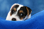 hundefotos parson_russell_terrier