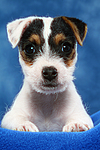 hundefotos parson_russell_terrier