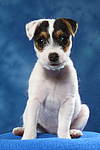 hundefotos parson_russell_terrier