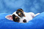 hundefotos parson_russell_terrier