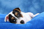 hundefotos parson_russell_terrier