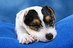 hundefotos parson_russell_terrier