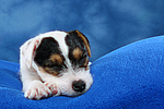 hundefotos parson_russell_terrier