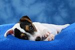 hundefotos parson_russell_terrier