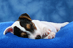 hundefotos parson_russell_terrier