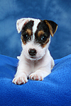 hundefotos parson_russell_terrier