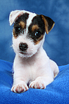 hundefotos parson_russell_terrier