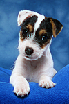 hundefotos parson_russell_terrier