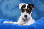 hundefotos parson_russell_terrier
